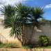 E da allora si sono susseguiti una serie di "patti" simili. Prima con un negozio di elettrodomestici in via Saverio Lioce: qui, in un fondo all'epoca incolto, la Argentiero ha sistemato un'imponente yucca... 